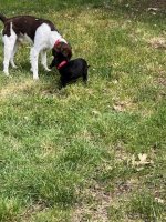 Buddy and Moose.jpg