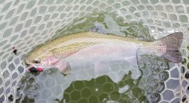 20220704_rdtailonpoint.jpg