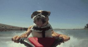 FE65BFA2-44ED-4555-A986-C87D239C0332.gif