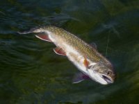Brookie1aP7010008.jpg Brookie1aP7010008.jpg