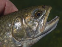 Brookie1bP7010009.jpg Brookie1bP7010009.jpg