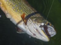 Brookie2bP7010037.jpg Brookie2bP7010037.jpg