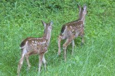 TwinFawns2849Trim.jpg