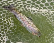 20220705_trout.jpg