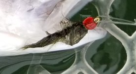 20220530_redbeadleech.jpg 20220530_redbeadleech.jpg