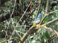 IMG_2963.JPG