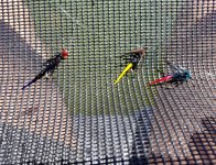 20220706_flies.jpg