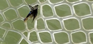 20220708_fly.jpg