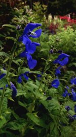 Salvia patens.jpg