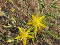 20220708_070730 Blazing-star.jpg 20220708_070730 Blazing-star.jpg
