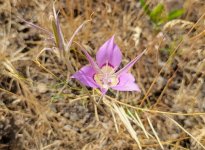 20220708_153853 Sagebrush mariposa lily cropped.jpg 20220708_153853 Sagebrush mariposa lily cropped.jpg