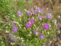 20220708_153948 Russian Knapweed.jpg 20220708_153948 Russian Knapweed.jpg