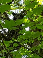 bear_071322-1.jpg