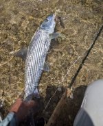 Hawaii Bonefish2203b.jpg Hawaii Bonefish2203b.jpg
