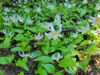 20220714_172809 White Avalanche Lily.jpg 20220714_172809 White Avalanche Lily.jpg