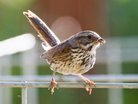 061-BY-Birds-071822.jpg 061-BY-Birds-071822.jpg