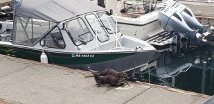 Saltwater River Otters.jpg
