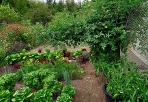 Trellis tomatoes.jpg