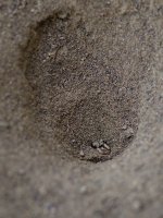 010-Antlion-072122-crop.jpg