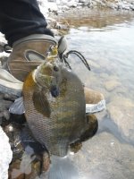 big gill.JPG