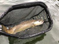 pond 4.jpg
