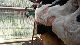 Avi on my lap.jpg