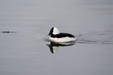 Bufflehead Drake.JPG