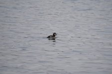 Bufflehead Hen.JPG