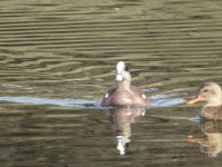 IMG_1426.JPG