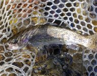 20220728_lilmtntrout.jpg 20220728_lilmtntrout.jpg
