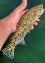 54BF5564-C451-415A-8C5D-064B65871622.jpeg