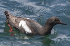 A04PigeonGuillemot3828.jpg A04PigeonGuillemot3828.jpg