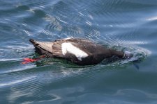 A05PigeonGuillemot3805.jpg A05PigeonGuillemot3805.jpg