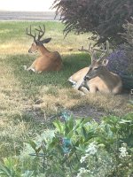 Front yard buddies - 1.jpeg