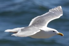A01GlaucousWingedGull3909.jpg