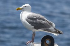 A06GlaucousWingedGull3788.jpg