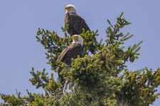 A11BaldEaglePair3998.jpg A11BaldEaglePair3998.jpg