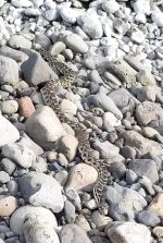 20220802_snake.jpg 20220802_snake.jpg