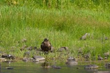122-BY-Birds-072622-v2.jpg