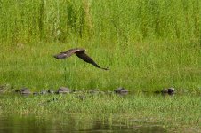 125-BY-Birds-072622.jpg