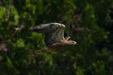 134-BY-Birds-072622v2.jpg