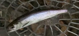 UnidentifiedSalmonid7244.jpg UnidentifiedSalmonid7244.jpg