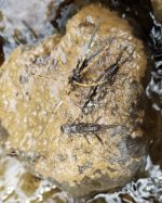 20220810_2_flies.jpg