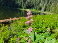 20220811_111945 Meadowsweet.jpg 20220811_111945 Meadowsweet.jpg