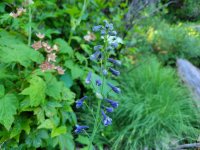 20220811_162604 Tall Larkspur.jpg 20220811_162604 Tall Larkspur.jpg