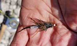 20220818_pinesquirlcraw.jpg 20220818_pinesquirlcraw.jpg