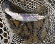 20220818_pinesqfish.jpg 20220818_pinesqfish.jpg