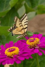 024-Butterflies-081822.jpg