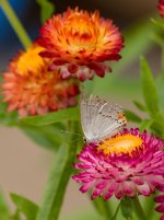 039-Butterflies-081822.jpg