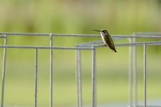 007-BY-Birds-071622.jpg